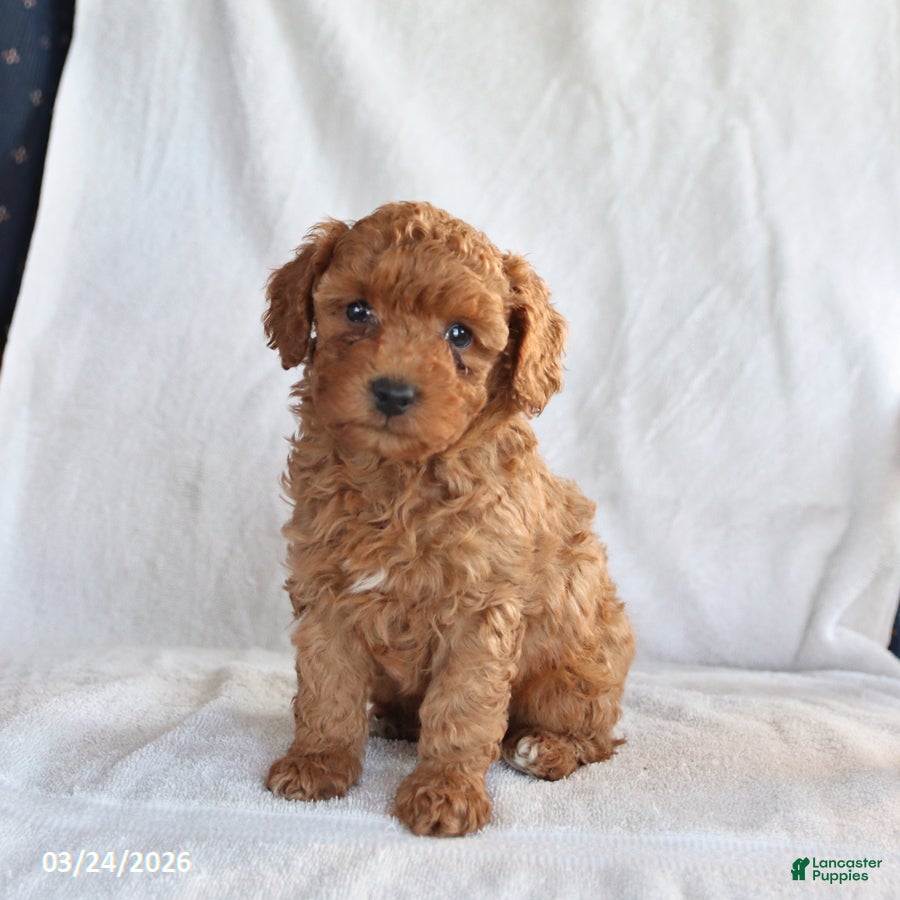 Toy Poodle dogs Andre - Ad 1