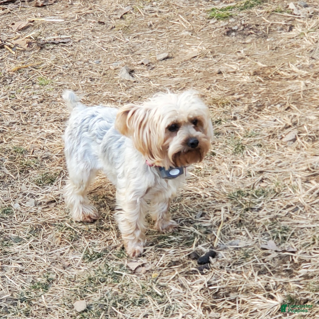 Yorkshire Terrier dogs for sale: Mandy - Ad 3