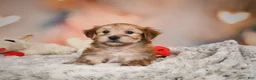 Morkie dogs for sale: Morkie 1Titus - Ad 11