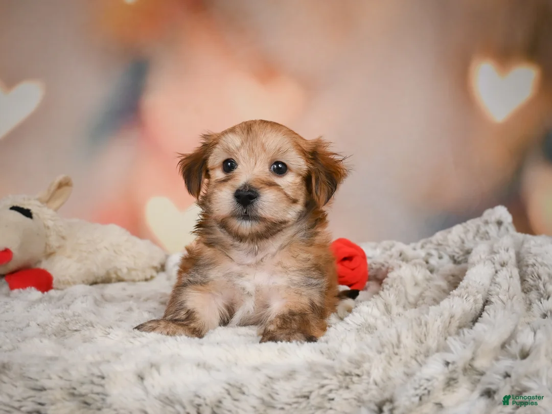 Morkie dogs for sale: Morkie 1Titus - Ad 11