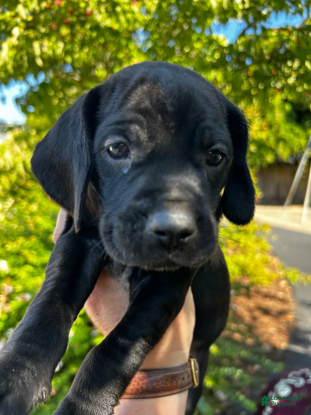 Mixed Breed dogs for sale: Red - Ad 1