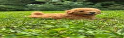 Miniature Poodle dogs for sale: Sammy - Ad 6