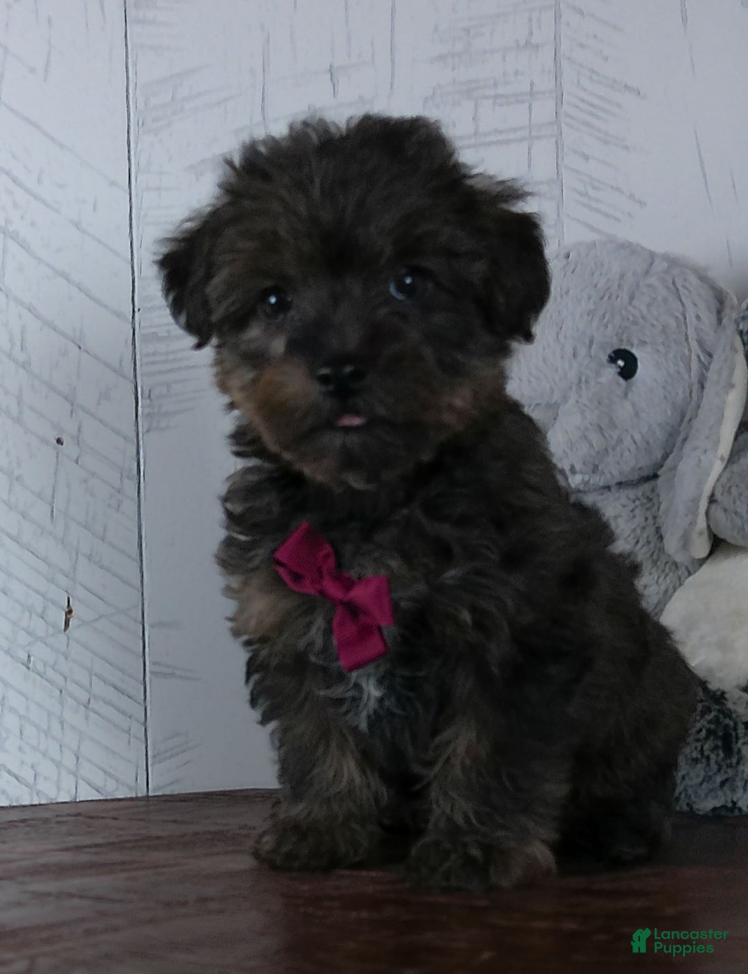 Yorkiepoo dogs for sale: Toast - Ad 1