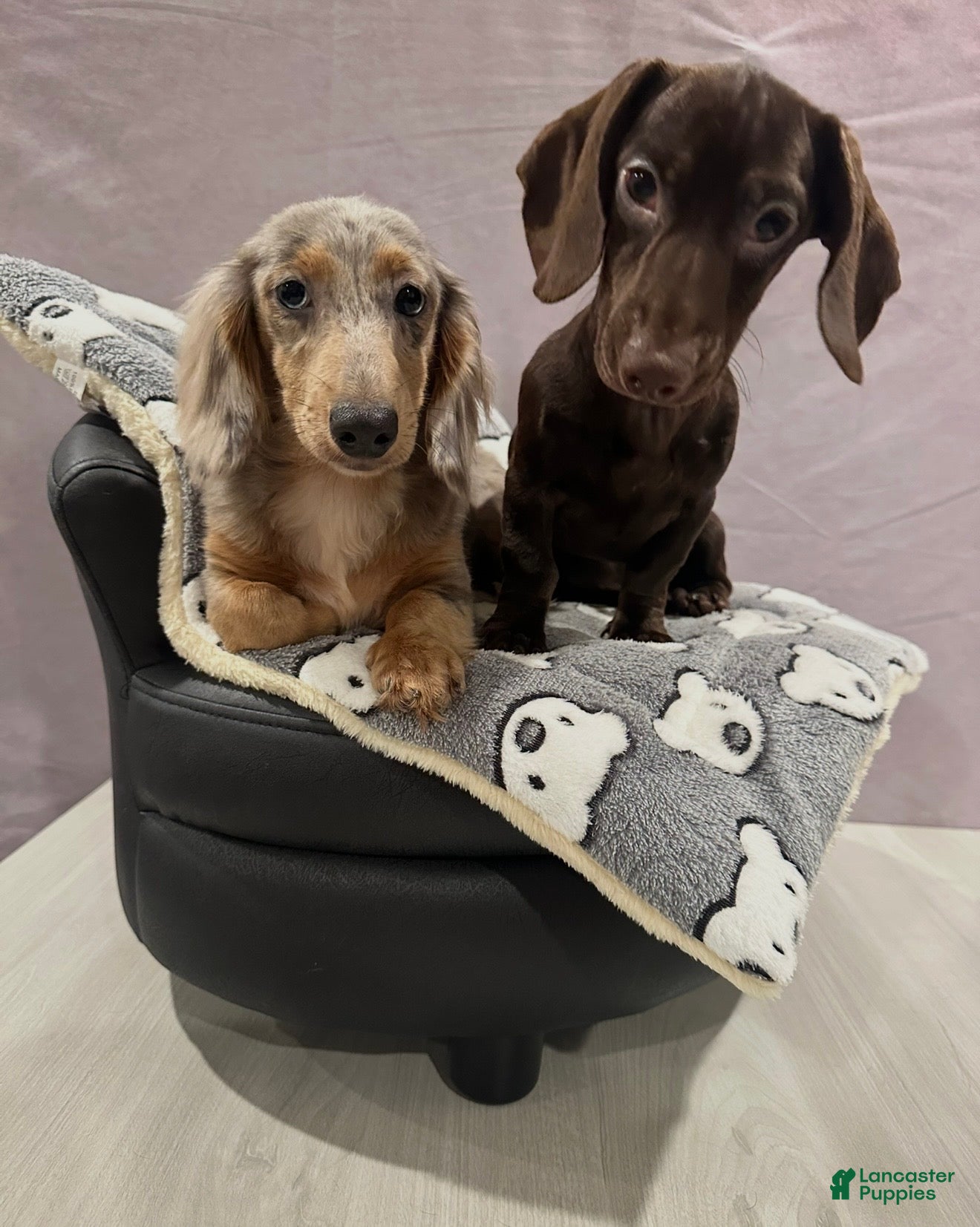 Miniature Dachshund dogs Miniature Dachshund Puppy 2 - Ad 2