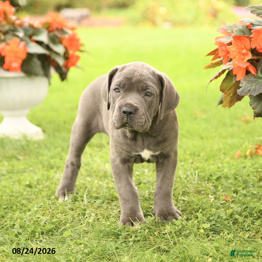 Cane Corso dogs Darcy - Ad 2