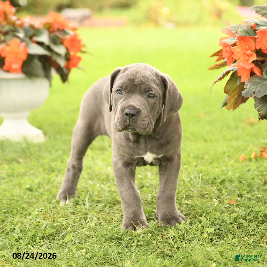 Cane Corso dogs for sale: Darcy - Ad 2