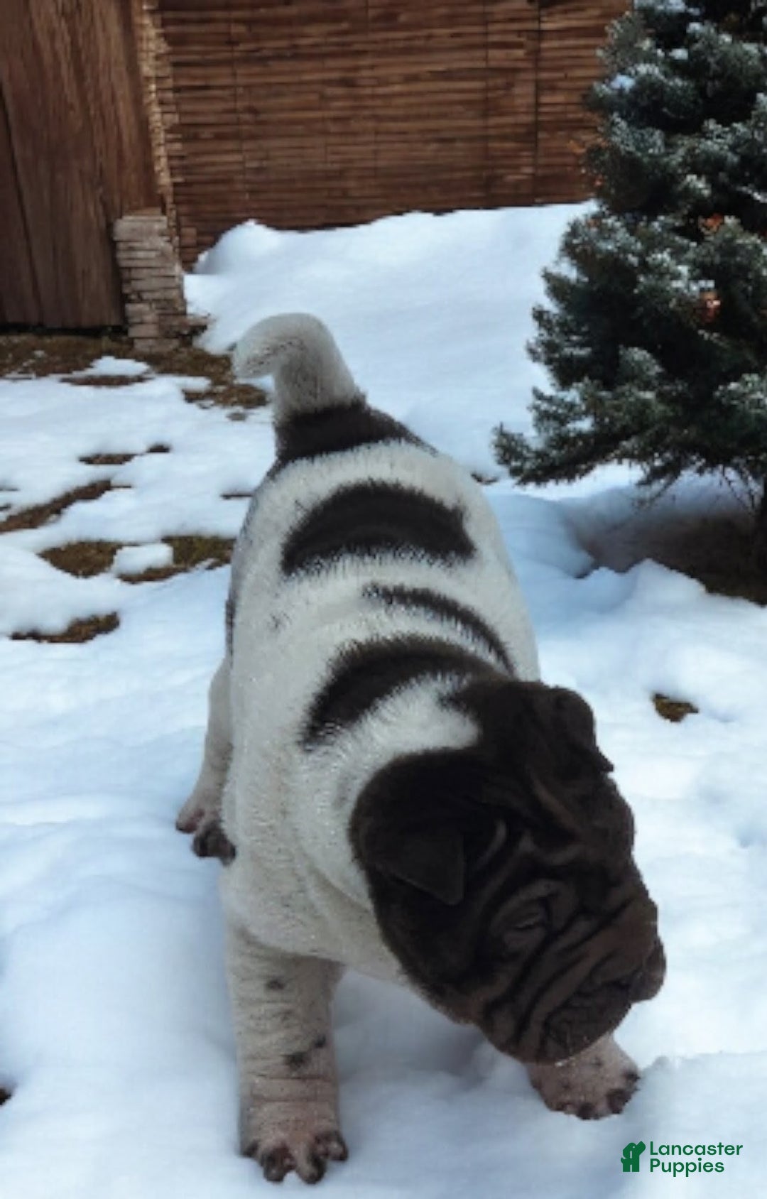 Shar Pei dogs for sale: Chucky chocolate flower mini  - Ad 12