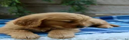Golden Retriever dogs for sale: Barney  - Ad 6