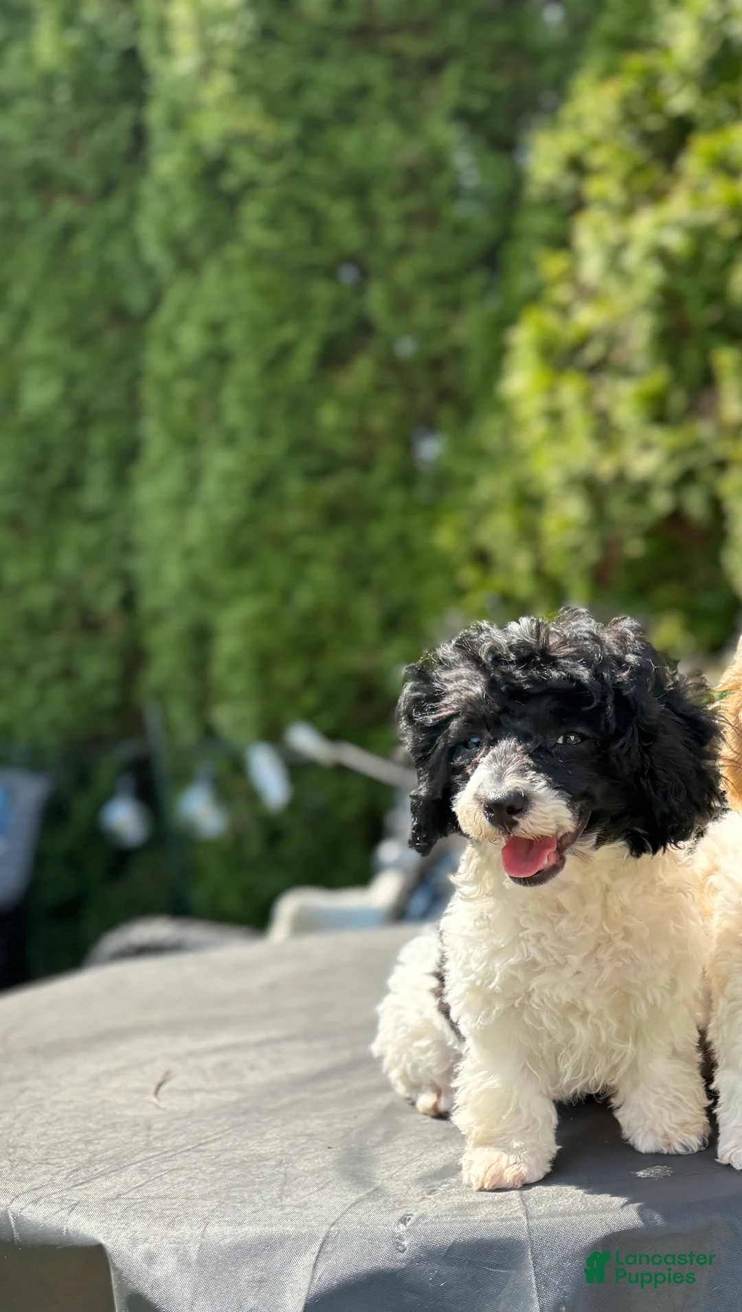Toy Poodle dogs for sale: Piper - Ad 2