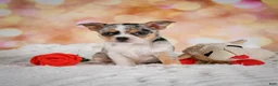 Chihuahua dogs for sale: Beatrix - Ad 2