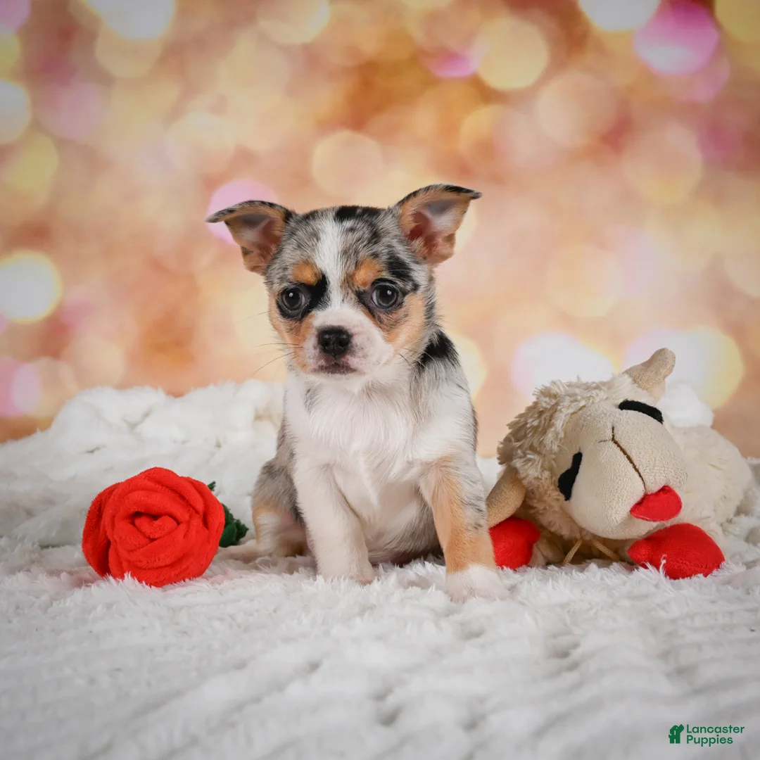 Chihuahua dogs for sale: Beatrix - Ad 2