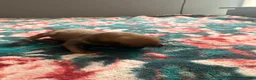 Chihuahua dogs for sale: Blue  - Ad 3