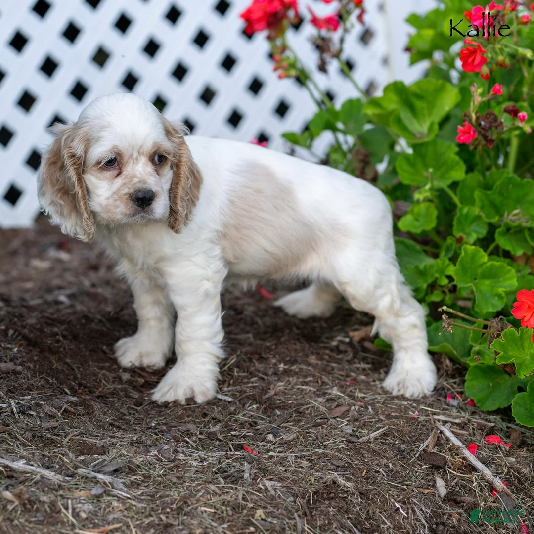 Cocker Spaniel dogs for sale: Kallie - Ad 2