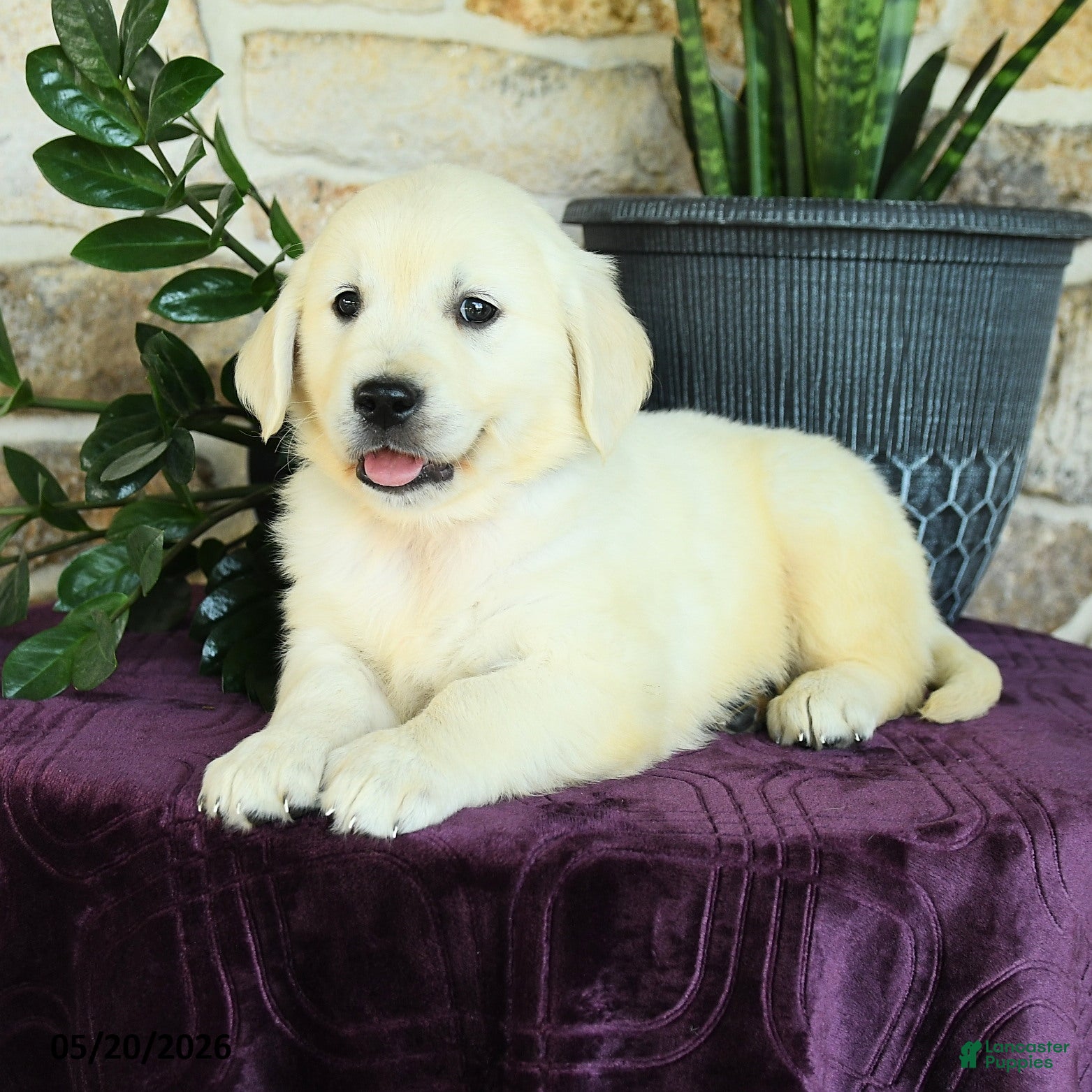 Golden Retriever dogs Dylan - Ad 2