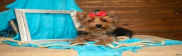 Yorkshire Terrier dogs for sale: Darcy - Ad 1