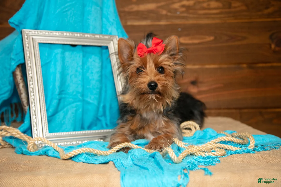 Yorkshire Terrier dogs for sale: Darcy - Ad 1
