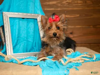 Yorkshire Terrier dogs Darcy - Ad 38