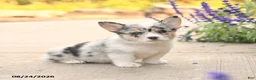 Welsh Corgi Pembroke dogs for sale: LibertyBelle - Ad 3