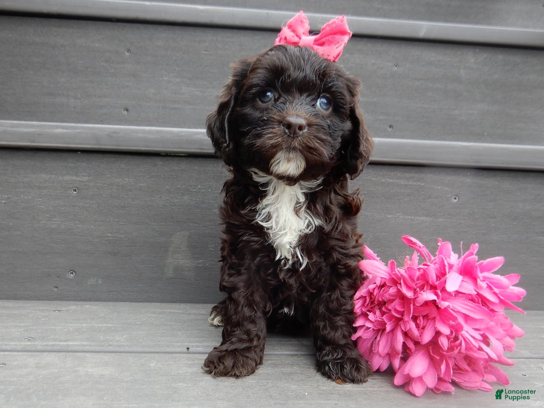 Cockapoo dogs for sale: Addie - Ad 2