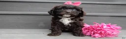 Cockapoo dogs for sale: Addie - Ad 2