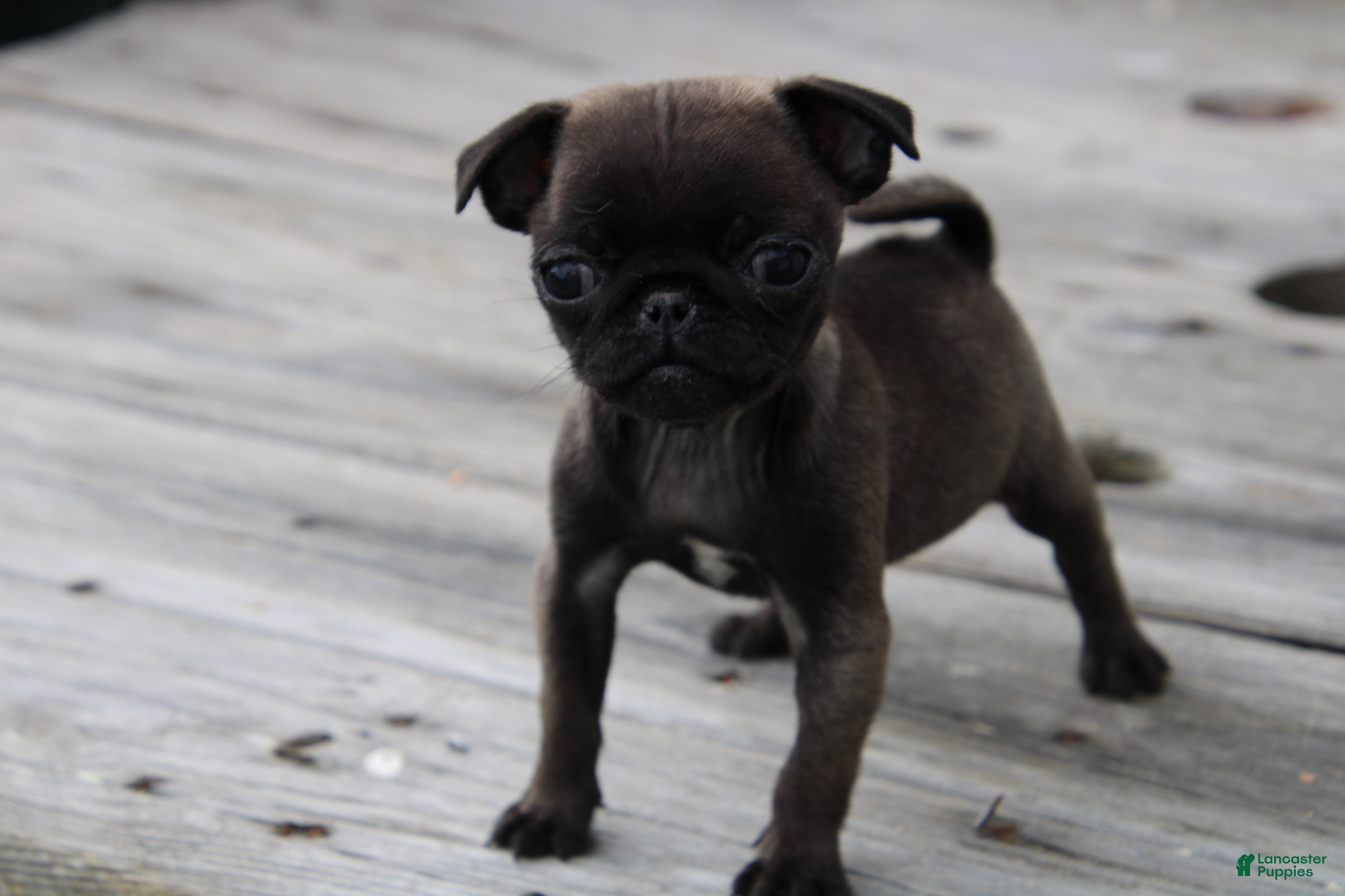 Pug dogs Violet - Ad 24