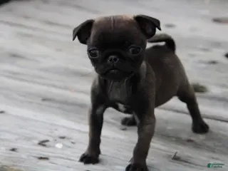 Pug dogs Violet - Ad 30