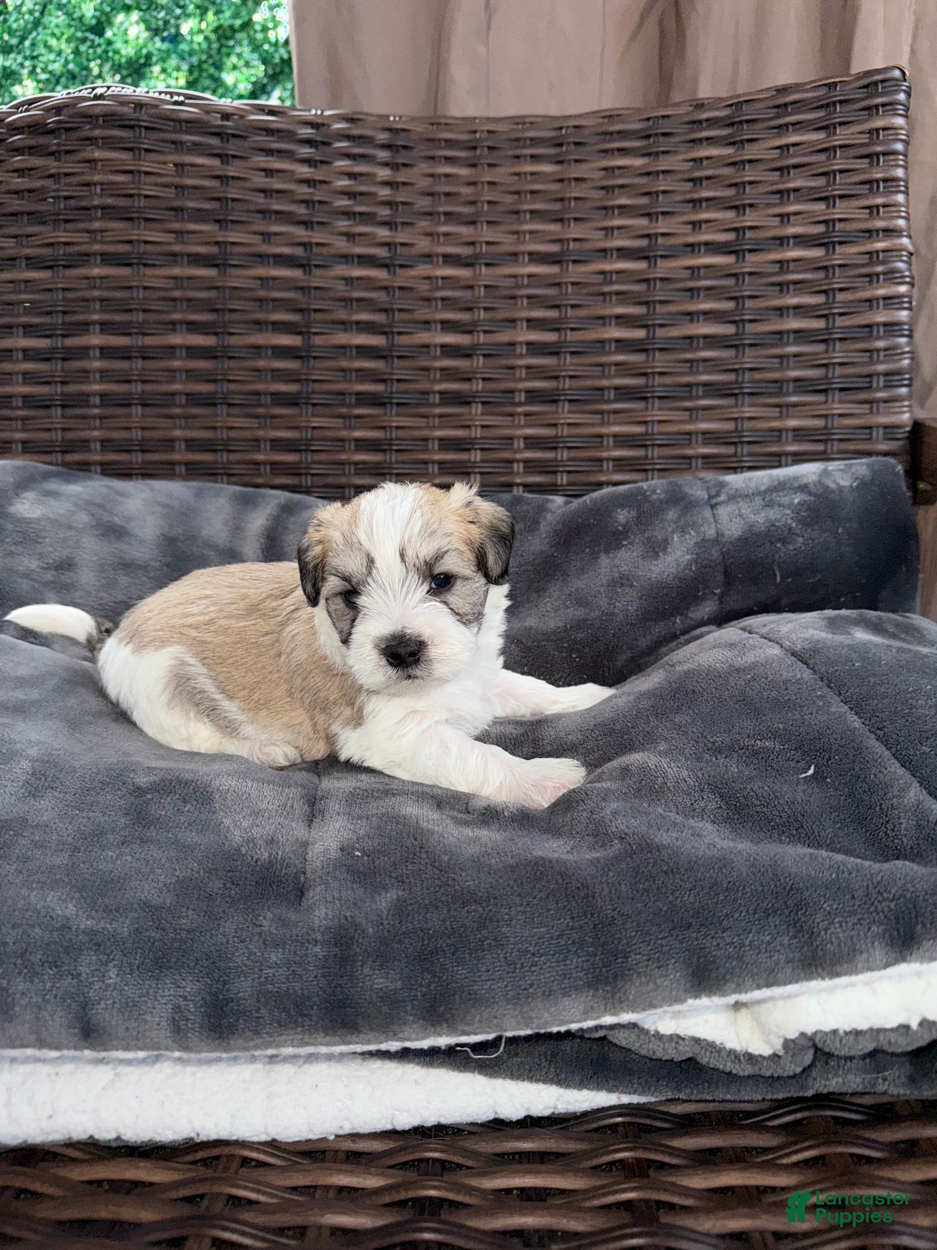 Mixed Breed dogs for sale: Stormy - Ad 5