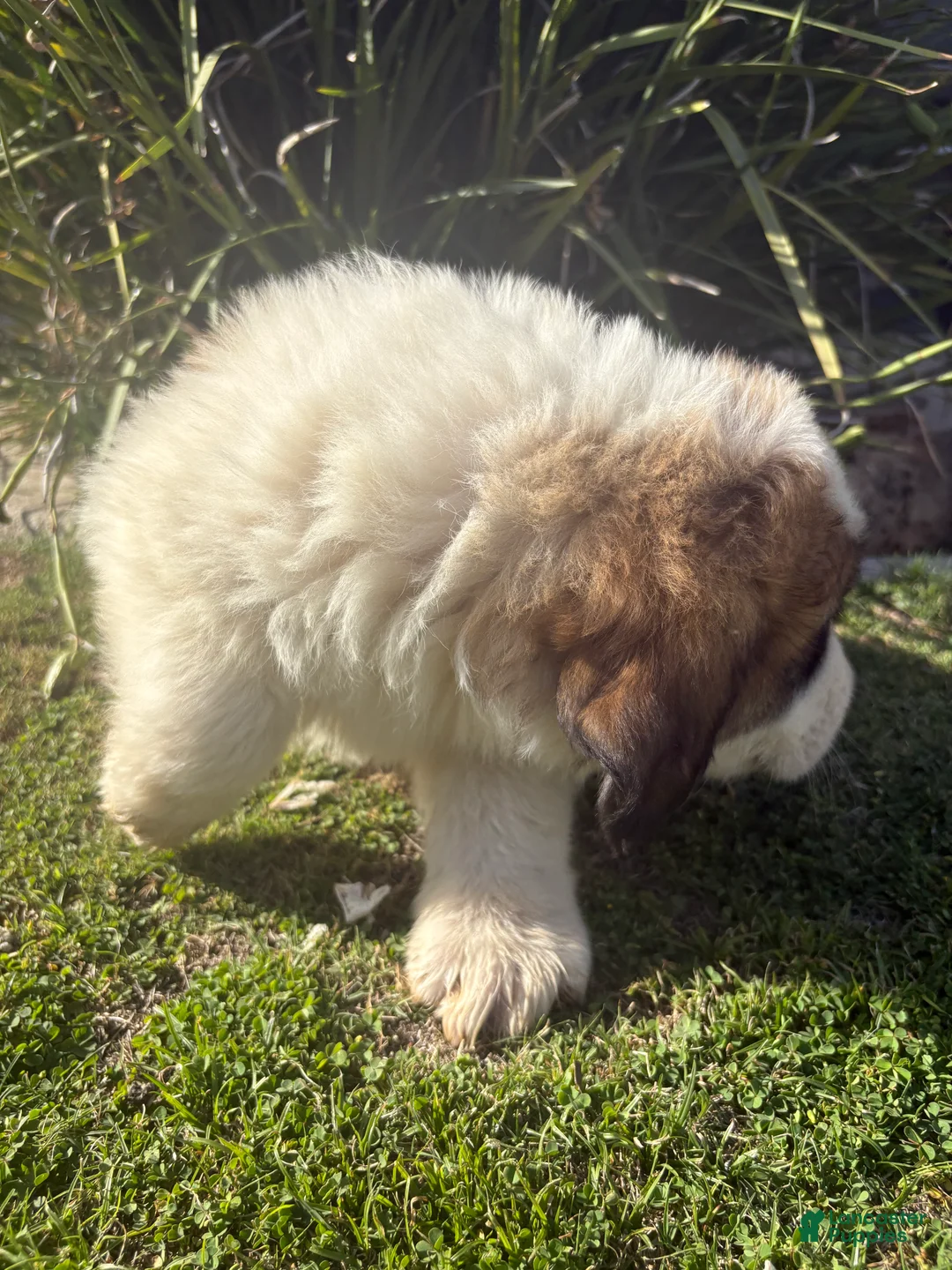 Mixed Breed dogs for sale: Mixed Breed Puppy 2 - Ad 2