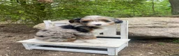 Bernedoodle dogs for sale: Missy - Ad 1
