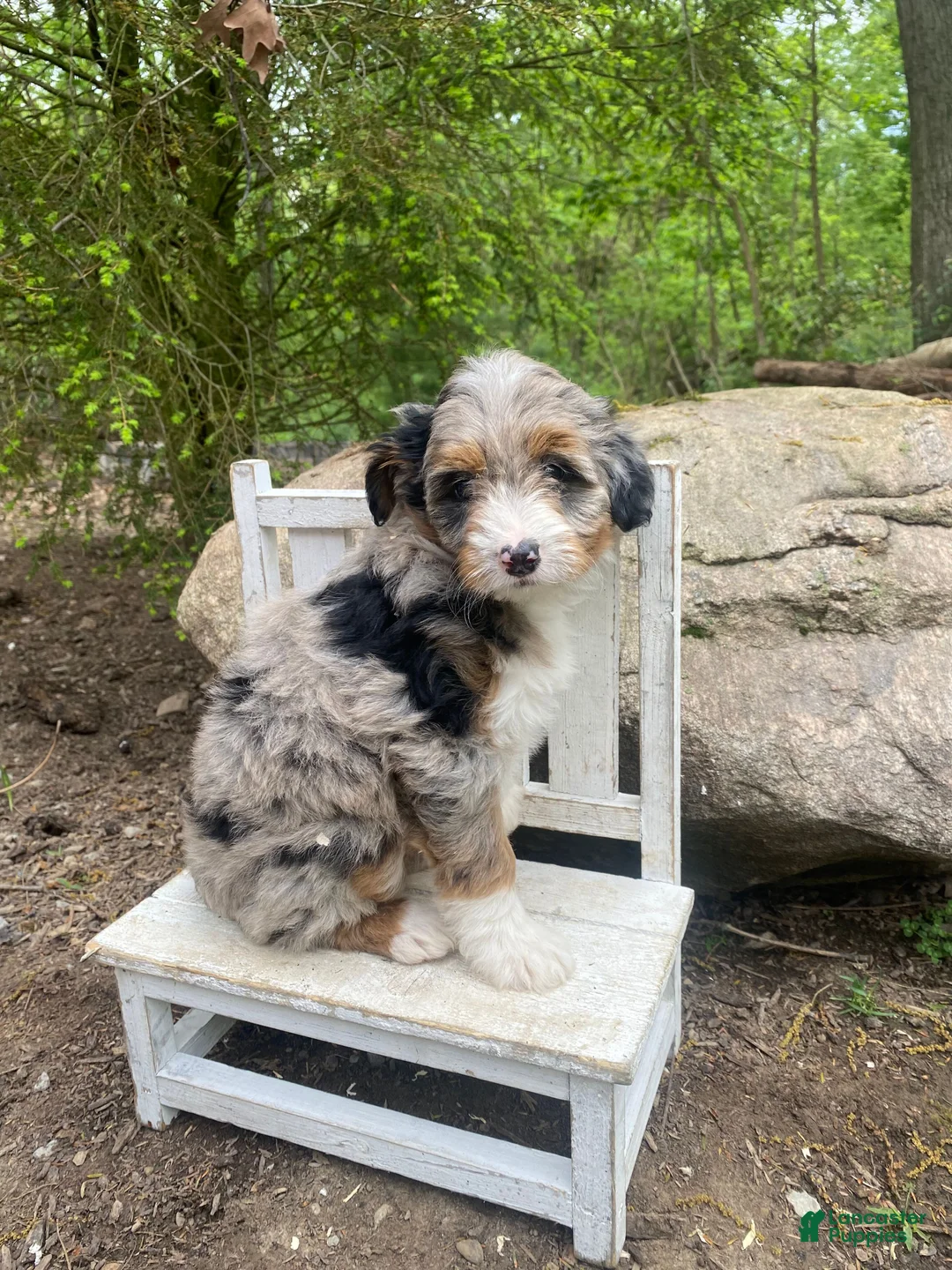 Bernedoodle dogs for sale: Missy - Ad 1