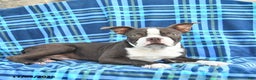 Boston Terrier dogs for sale: Scout - Ad 3