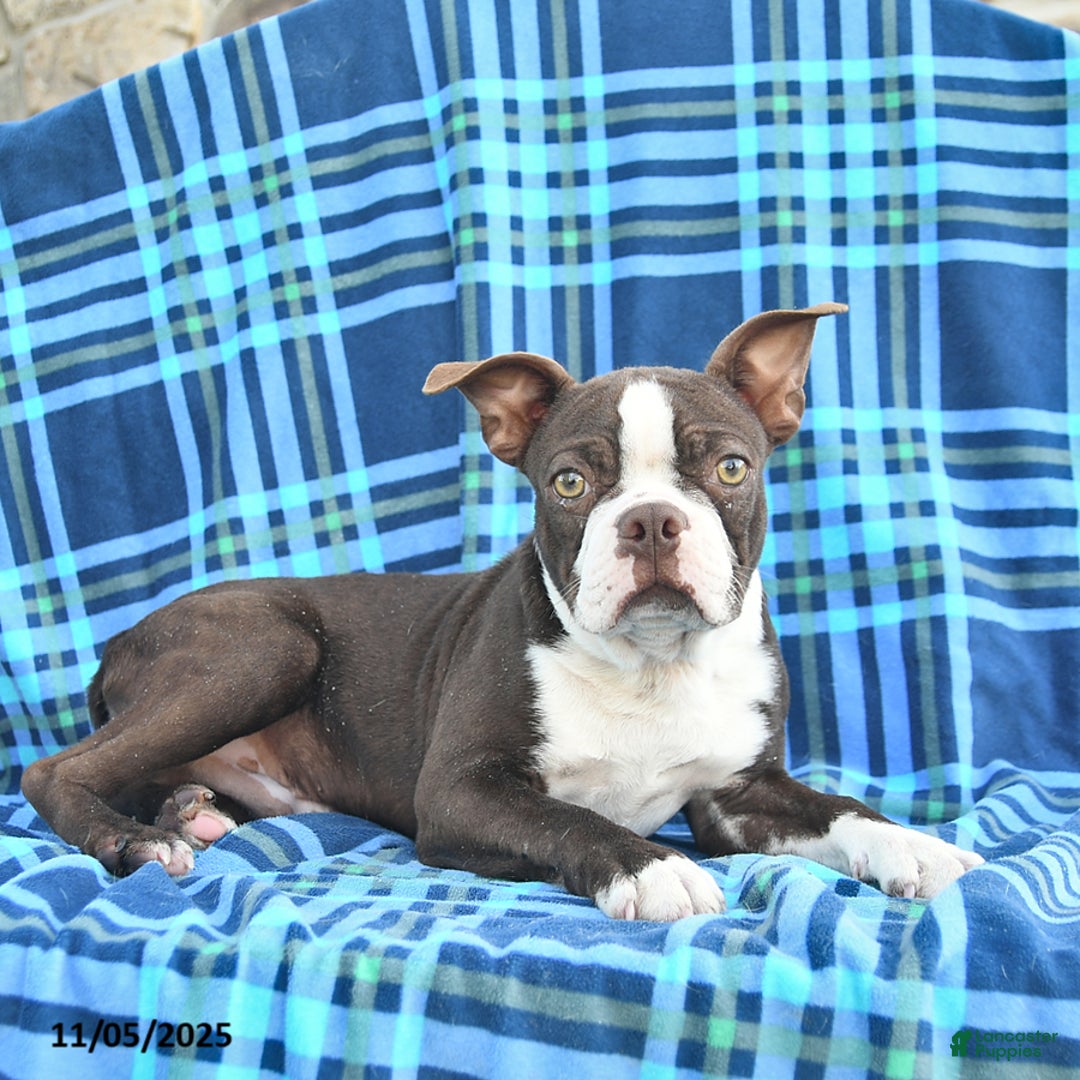 Boston Terrier dogs for sale: Scout - Ad 3