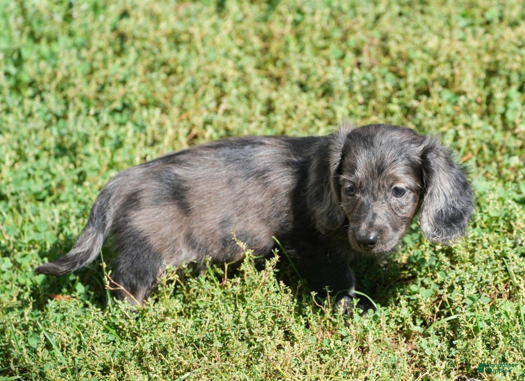 Miniature Dachshund dogs for sale: Grady - Ad 7