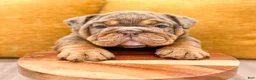English Bulldog dogs for sale: Felix - Ad 5