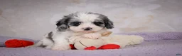 Cavapoo dogs for sale: Penny - Ad 6