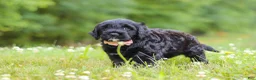 Portuguese Water Dog dogs for sale: Reese - Ad 4