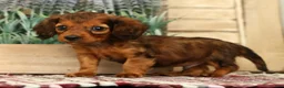 Miniature Dachshund dogs for sale: Gizmo - Ad 4
