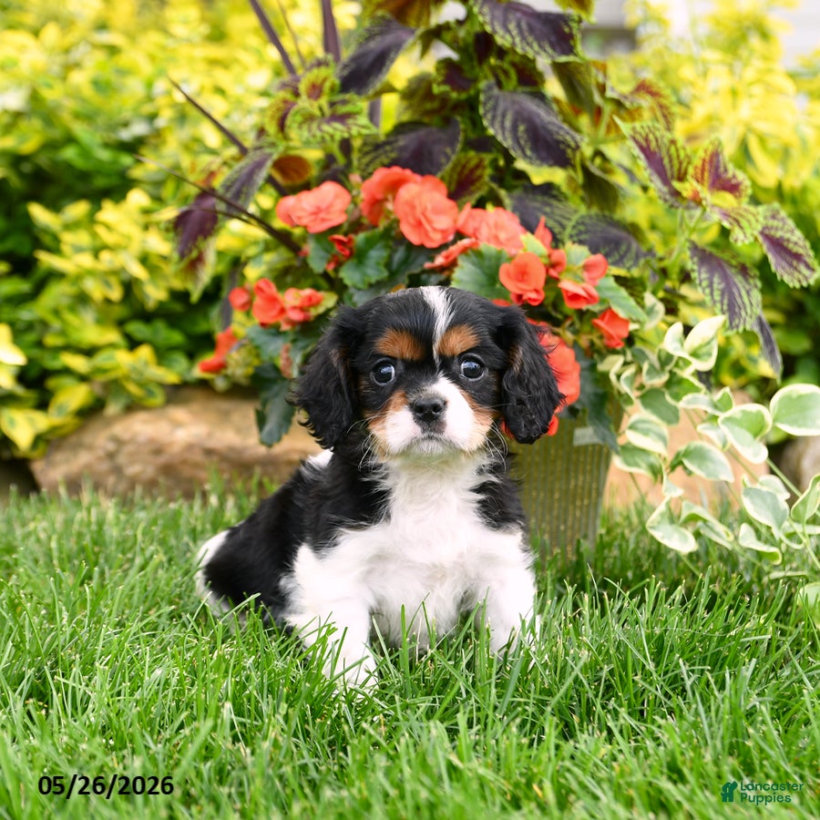 Cavalier King Charles Spaniel dogs Spencer - Ad 1
