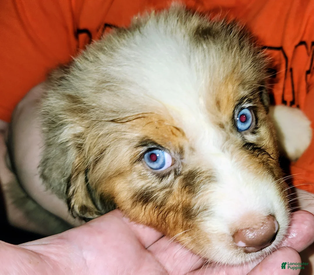 Australian Shepherd dogs for sale: Cher - Ad 1