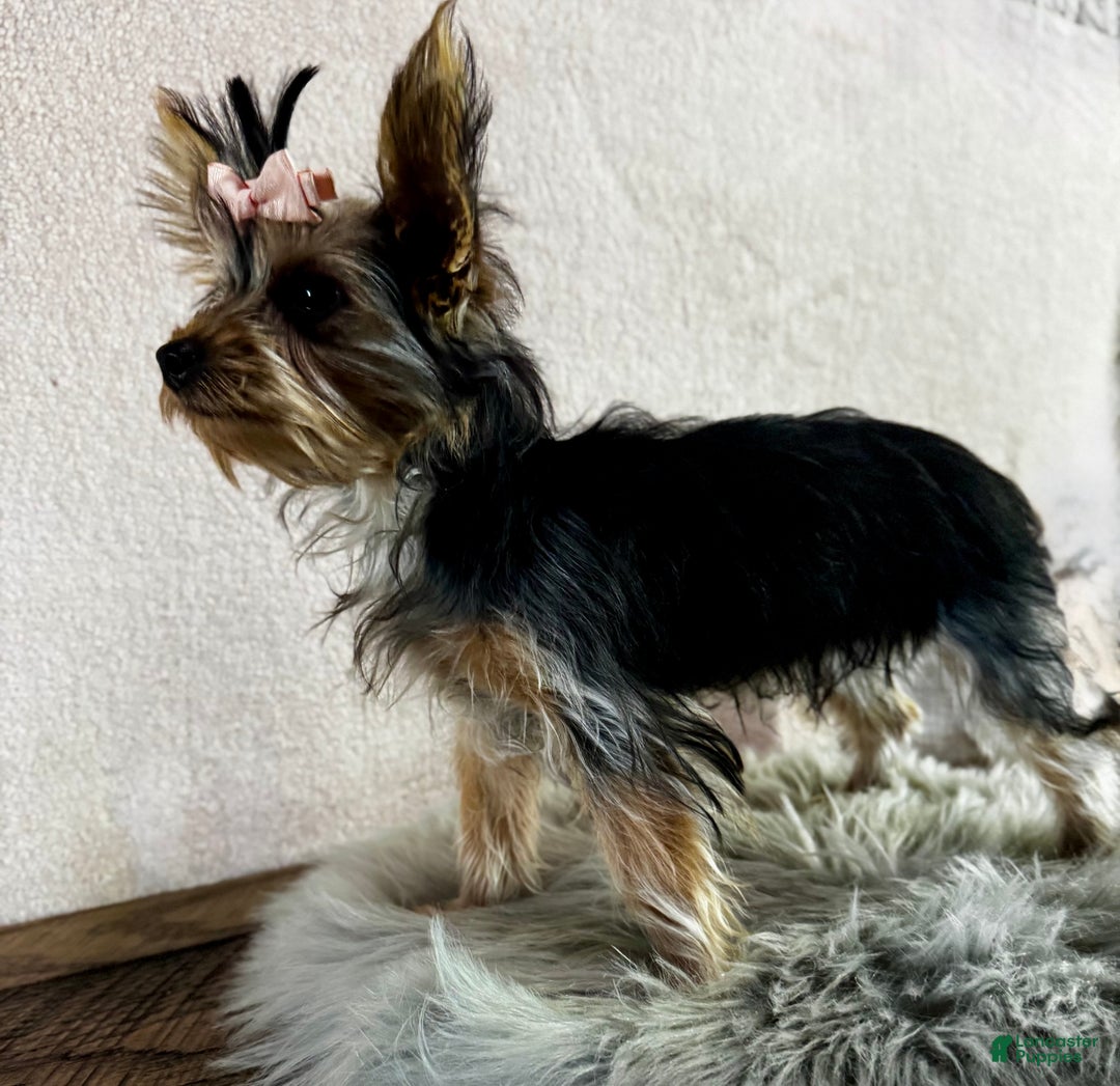 Yorkshire Terrier dogs for sale: Shania - Ad 10