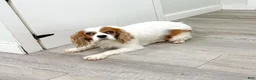 Cavalier King Charles Spaniel dogs for sale: Finn - Ad 6
