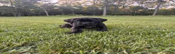 Cane Corso dogs for sale: Violet - Ad 8