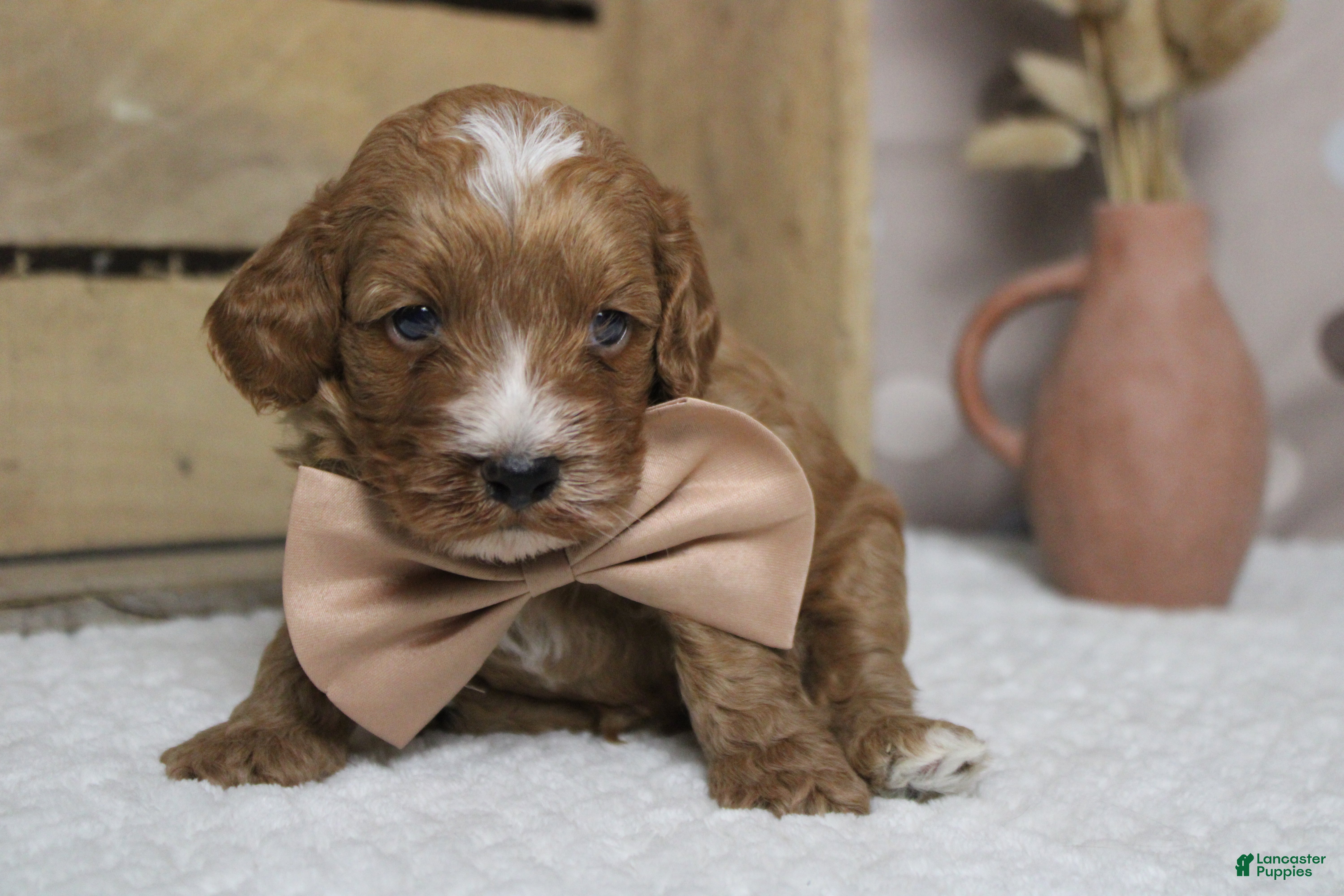 Cockapoo dogs Pistachio  - Ad 9