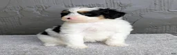 Mini Bernedoodle dogs for sale: Allison  - Ad 3