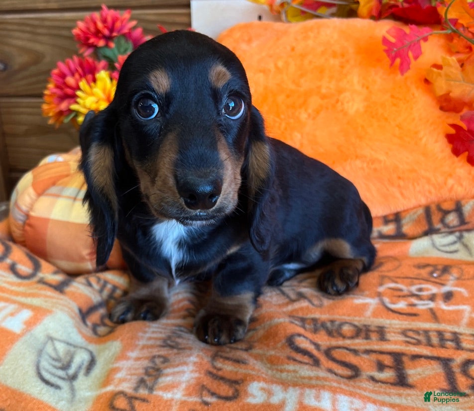 Miniature Dachshund dogs Scooter - Ad 18