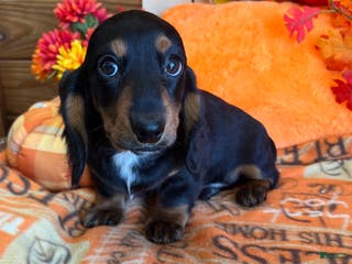 Miniature Dachshund dogs Scooter - Ad 39