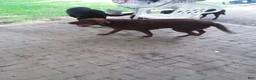 Labrador Retriever dogs for sale: Labrador Retriever 1 - Ad 8