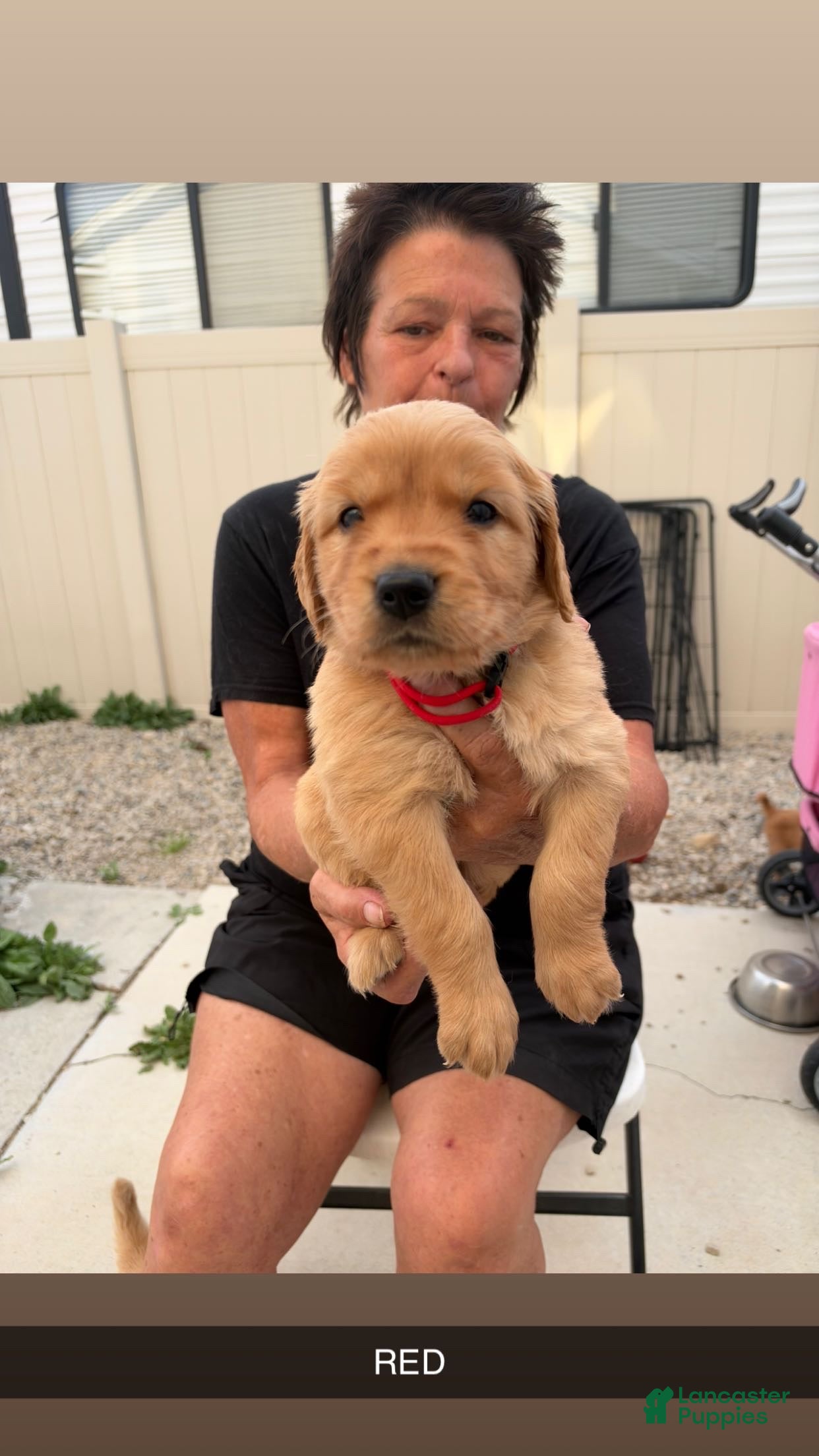Golden Retriever dogs Red Collar - Ad 1