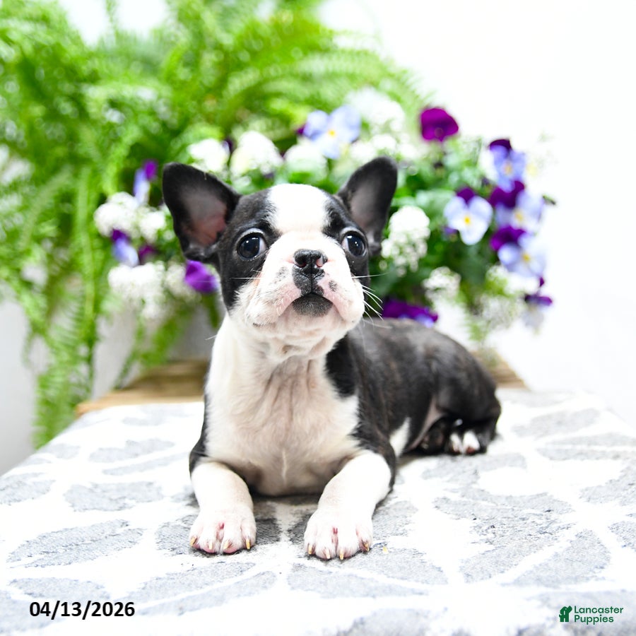 Boston Terrier dogs Kevin - Ad 1