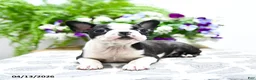 Boston Terrier dogs for sale: Kevin - Ad 1